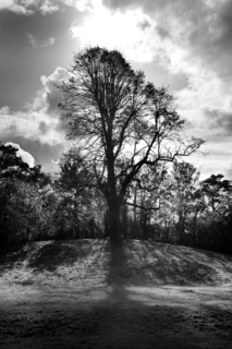 Tree on a mound to the south-east of the ruins of St Augustine's Abbey, Canterbury, Kent, c1989