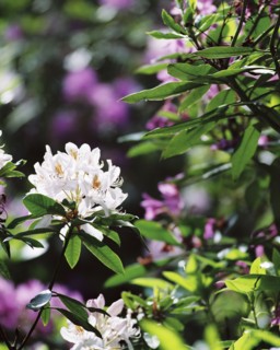 White rhodedendron flowers, Witley Court Gardens, Great Witley, Worcestershire, c2000-c2017