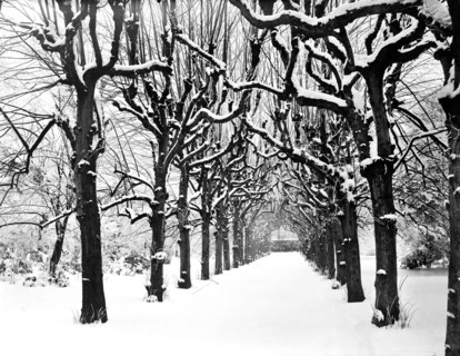 Lime walk in the snow, Trinity College, Oxford, Oxfordshire, 1880