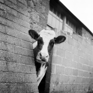 Cow peering around the corner of a brick buttress on a farm on the Isle of Wight, 1960s.