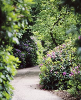 Flowering rhododendrons, gardens of Witley Court, Great Witley, Worcestershire, c2000-c2017
