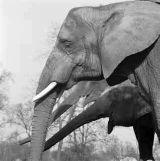 Elephants, London Zoo, Regent's Park, Westminster, London, c1964