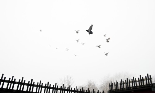 Pigeons flying into the mist from crees, Wrekenton, Gateshead, Tyne and Wear, c1980-c2017