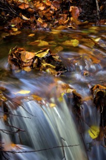 Autumn leaves in a stream above a waterfall, 2009