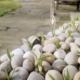 Flower bulbs growing amidst small stones, including a snowdrop, 20th century Artist