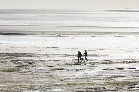 Cockle pickers at low tide, Morecambe Bay, Lower Holker, Cumbria, 2017