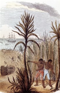 Slaves cultivating sugar cane in the West Indies, 1852. Artist: Unknown