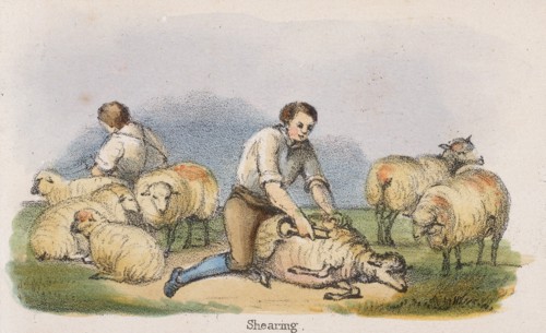 'Shearing', c1845. Artist: Benjamin Waterhouse Hawkins
