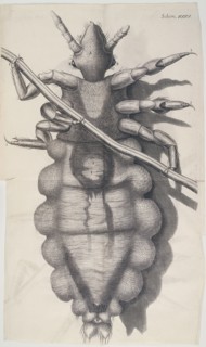 Louse clinging to a human hair in Hooke's Micrographia, 1665 Artist: Unknown