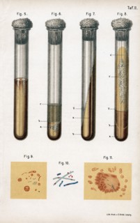 Various types of bacteria, 1889. Creator: Unknown.