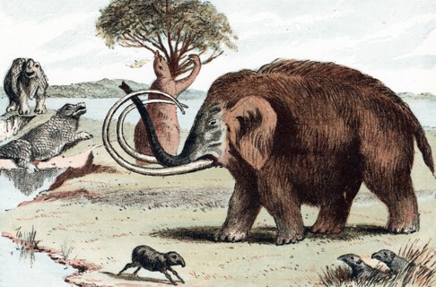 Woolly mammoth (Mammuthus), 1892. Artist: Unknown
