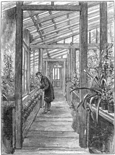 Charles Darwin (1809-1882), English naturalist, in his greenhouse. Artist: Unknown