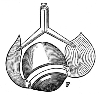 Descartes' representation of the antagonistic eye muscles, 1692. Artist: Unknown