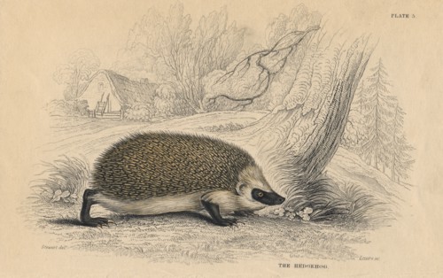 Hedgehog (Erinaceus europeas), 1828. Artist: Unknown