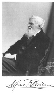 Alfred Russell Wallace, Welsh-born British naturalist, c1900. Artist: Unknown