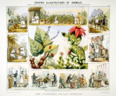Cochineal and lac insects, c1850. Artist: Benjamin Waterhouse Hawkins