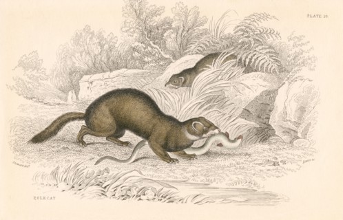 Polecat (Mustela putorius), member of the weasel family, 1828. Artist: Unknown