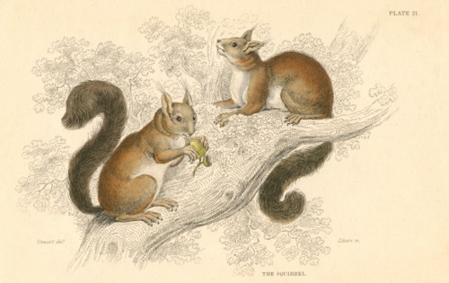 Red squirrel (Sciurus vulgaris), tree-living rodent native to Europe and Asia, 1828. Artist: Unknown