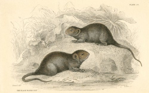 Water vole (Arvicola terrestris), also known as the black water rat, 1828. Artist: Unknown