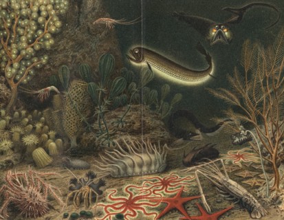 Artist's impression of deep sea scene with luminous fishes, 1903. Artist: Unknown