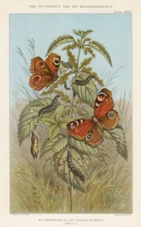 Metamorphoses of the Peacock butterfly, 1888. Artist: Thomas Brown