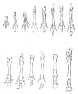 Evolution of the horse, c1920. Artist: Unknown
