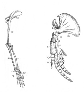 Homology (of commmon descent), c1920. Artist: Unknown