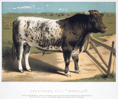 'Shorthorn Bull 'Ironclad'', 1875. Artist: Anon