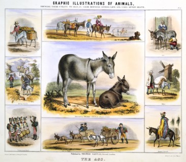 'The Ass', c1850. Artist: Benjamin Waterhouse Hawkins