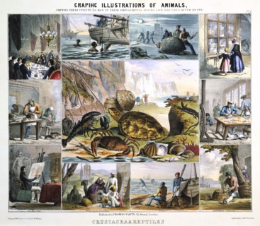 'Crustacea and Reptiles', c1850. Artist: Robert Kent Thomas