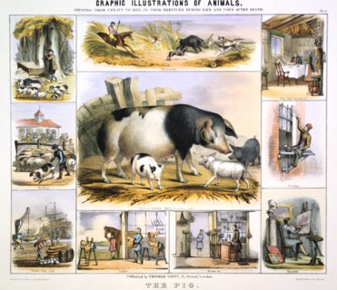 'The Pig', c1850. Artist: Benjamin Waterhouse Hawkins