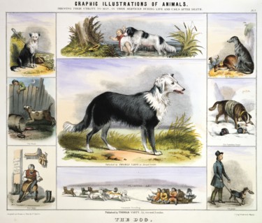 'The Dog', c1850. Artist: Benjamin Waterhouse Hawkins