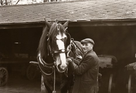 A Rowntree's working horse with driver,  York, Yorkshire,  1955. Artist: Unknown