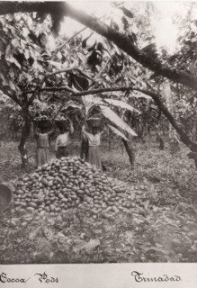 Women carry cocoa pods in baskets on their heads, Trinidad, 1897. Artist: Unknown