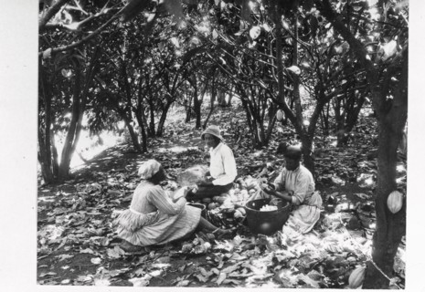 Workers sit on the ground with baskets in a cocoa plantation, Trinidad, Grenada or Venezuela, 1897 Artist: Unknown
