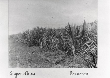 Field of sugar cane, Trinidad, 1897. Artist: Unknown