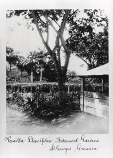 St George?s Botanical Gardens, Grenada, 1897. Artist: Unknown