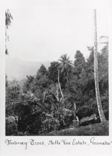 Nutmeg trees, Grenada, Bell Vue Estate, 1897. Artist: Unknown