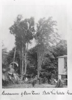 Cardamon and Clove trees, Grenada, Bell Vue Estate, 1897. Artist: Unknown