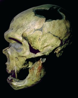 Neanderthal skull from France. Artist: Unknown