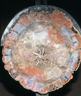 Petrified Wood. Artist: Unknown