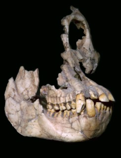 Part of the skull of Sivapithecus Sivalensis. Artist: Unknown