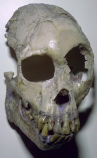Skull of Proconsul Africanus. Artist: Unknown
