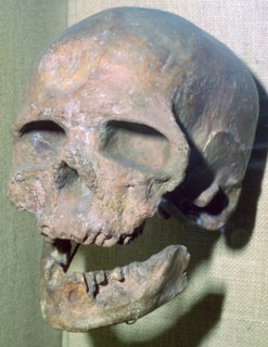 Cro-magnon skull. Artist: Unknown