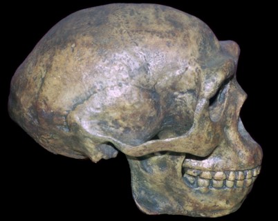 Skull of 'Peking' man (reconstruction). Artist: Unknown