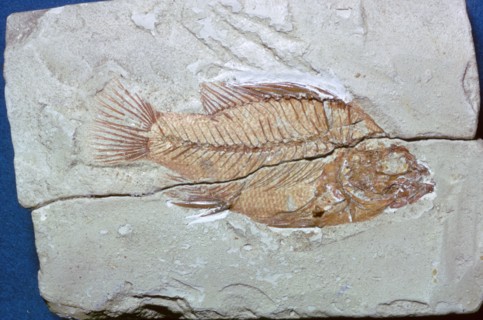 Fossil of a fish. Artist: Unknown