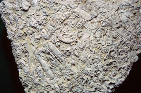 Fossil shells in limestone. Artist: Unknown