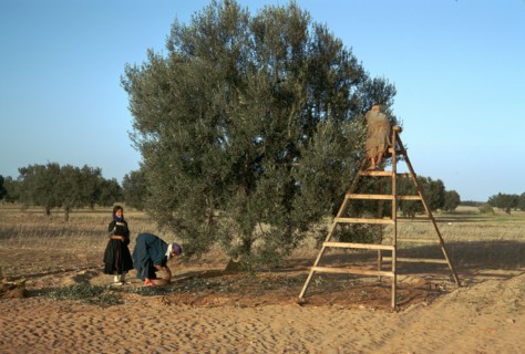 Picking olives in Tunisia. Artist: Unknown