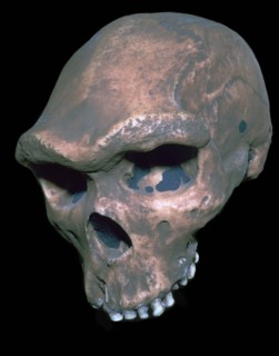 Skull of Homo Sapiens. Artist: Unknown