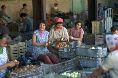 Workers at a factory preparing vegetables. Artist: CM Dixon Artist: Unknown